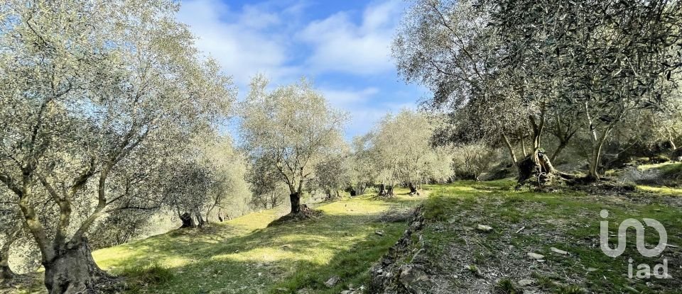 Terreno di 3.919 m² in Cipressa (18017)