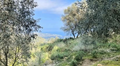 Terreno di 3.919 m² in Cipressa (18017)