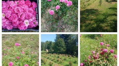 Casa indipendente 2 locali di 70 m² in Cafasse (10070)