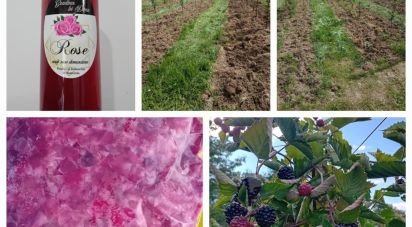 Casa indipendente 2 locali di 70 m² in Cafasse (10070)