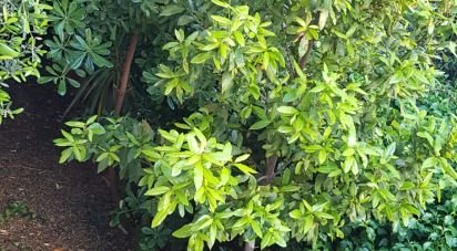 Villa Bifamiliare 6 locali di 161 m² in Loano (17025)