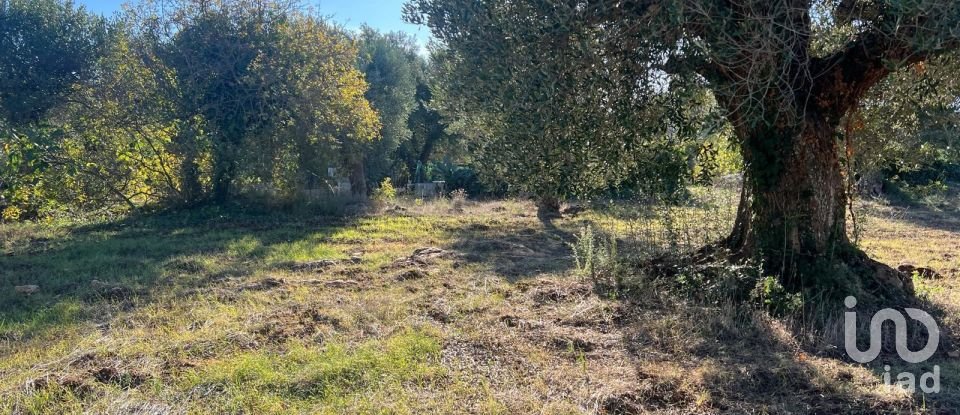 Horses property 2 rooms of 50 m² in Ceglie Messapica (72013)