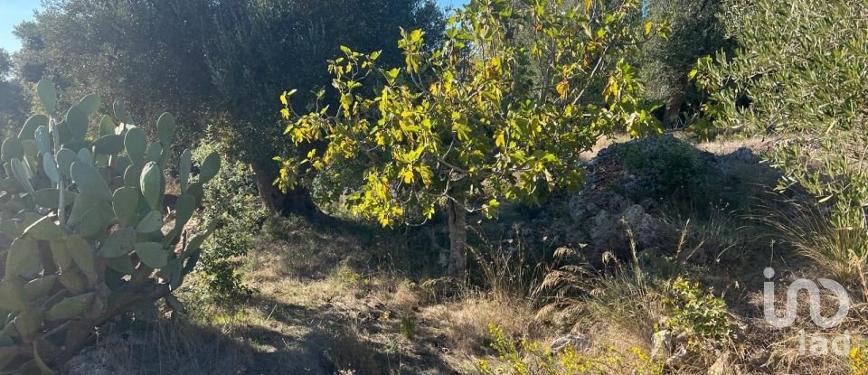 Horses property 2 rooms of 50 m² in Ceglie Messapica (72013)