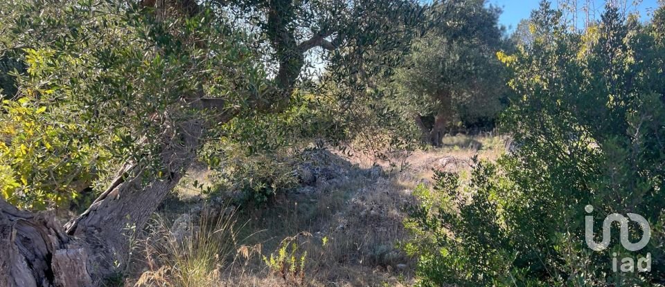 Horses property 2 rooms of 50 m² in Ceglie Messapica (72013)