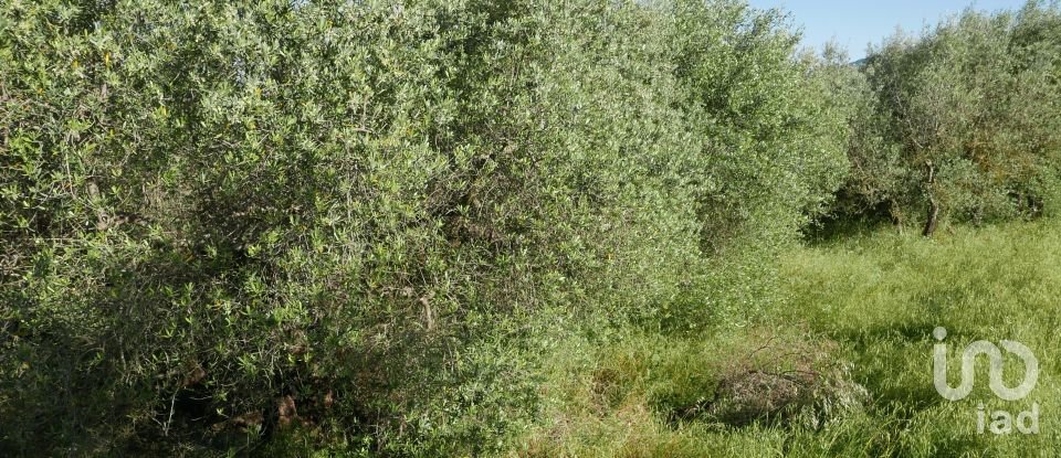 Varie superfici di 6.799 m² in Panicale (06064)