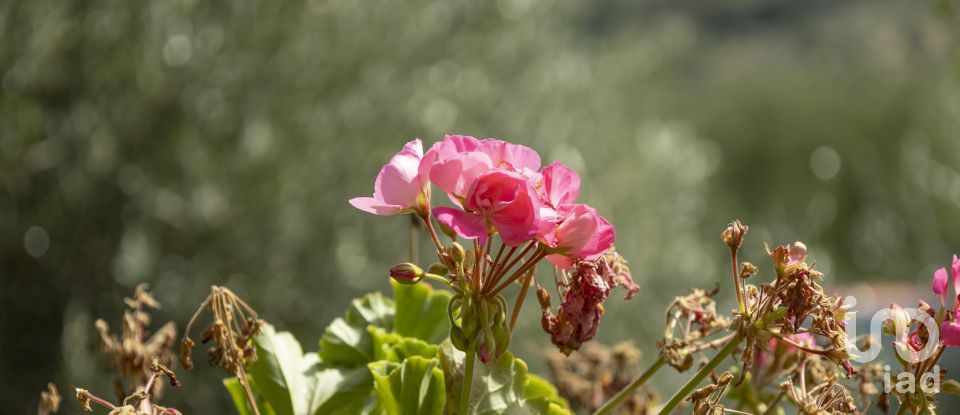 Casa indipendente 21 locali di 600 m² in Pistoia (51100)