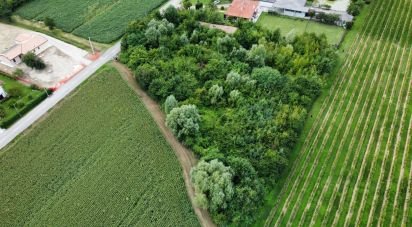 Land of 5,460 m² in Pramaggiore (30020)