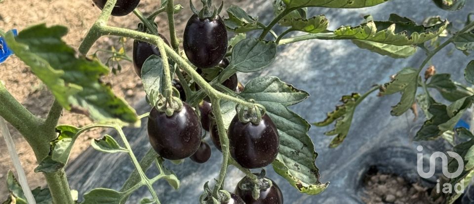 Rustico 0 locali di 355 m² in Corbetta (20011)