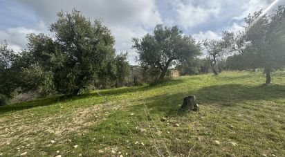 Terreno agricolo di 44.997 m² in Noto (96017)