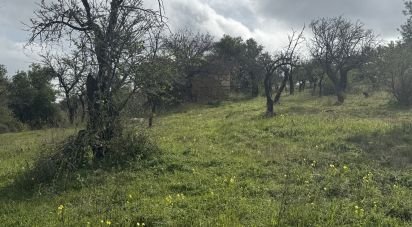 Terreno agricolo di 44.997 m² in Noto (96017)