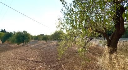 Terreno di 12.910 m² in Noto (96017)