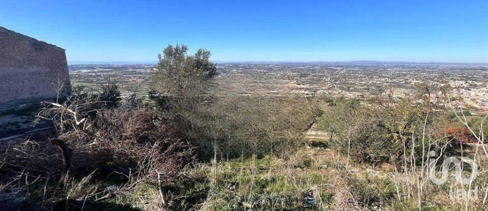 Farm land of 130,000 m² in Comiso (97013)