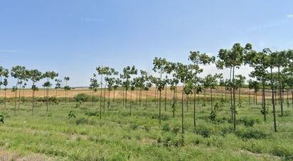 Terreno di 195.600 m² in Manfredonia (71043)