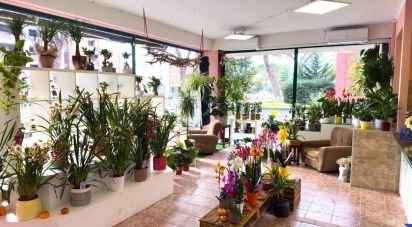 Attività locali di 92 m² in Assisi (06081)