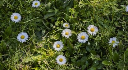 Casale 14 locali di 454 m² in Reggello (50066)