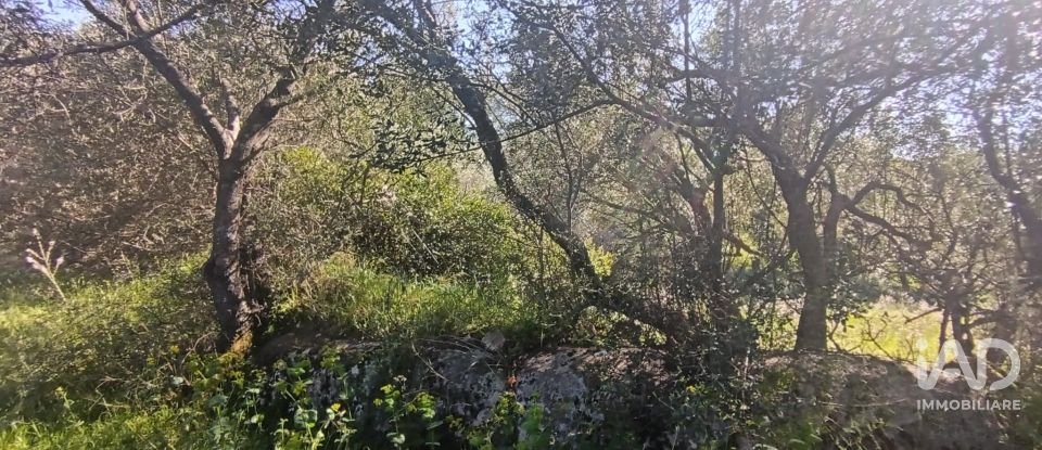 Terreno di 8.723 m² in Telti (07020)