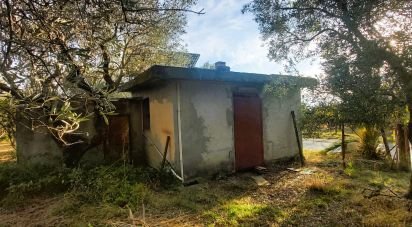 Terreno di 6.500 m² in Falerna (88042)