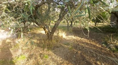 Terreno di 6.500 m² in Falerna (88042)