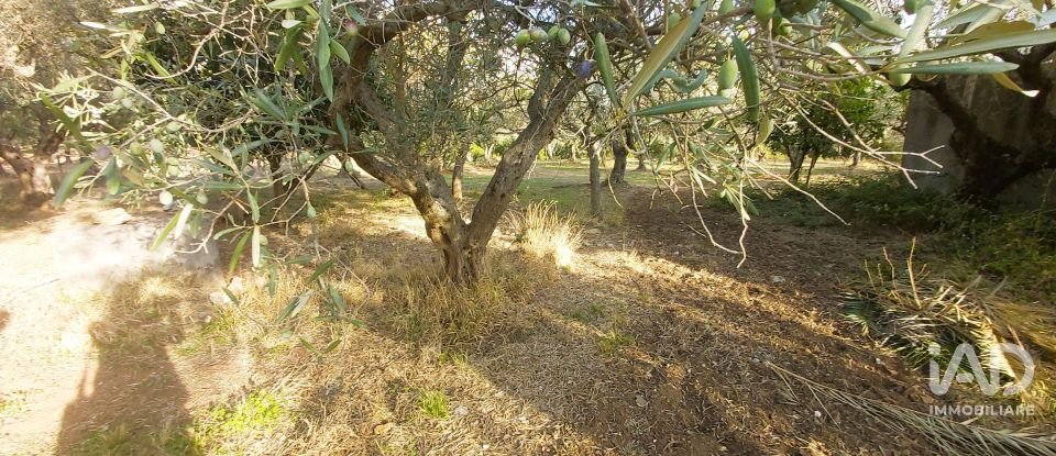 Terreno di 6.500 m² in Falerna (88042)