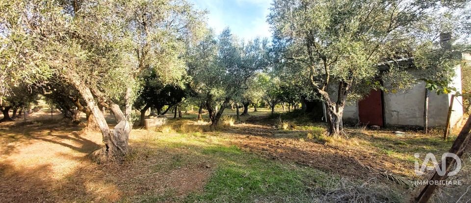 Terreno di 6.500 m² in Falerna (88042)