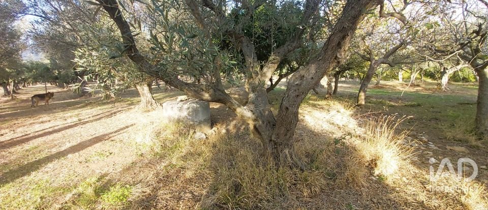 Terreno di 6.500 m² in Falerna (88042)