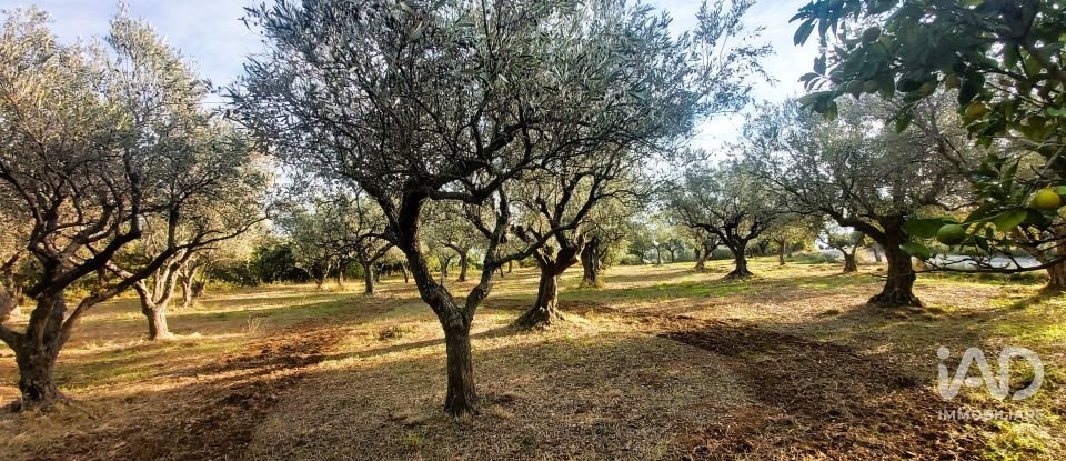 Terreno di 6.500 m² in Falerna (88042)