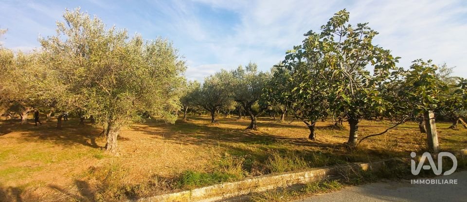 Terreno di 6.500 m² in Falerna (88042)