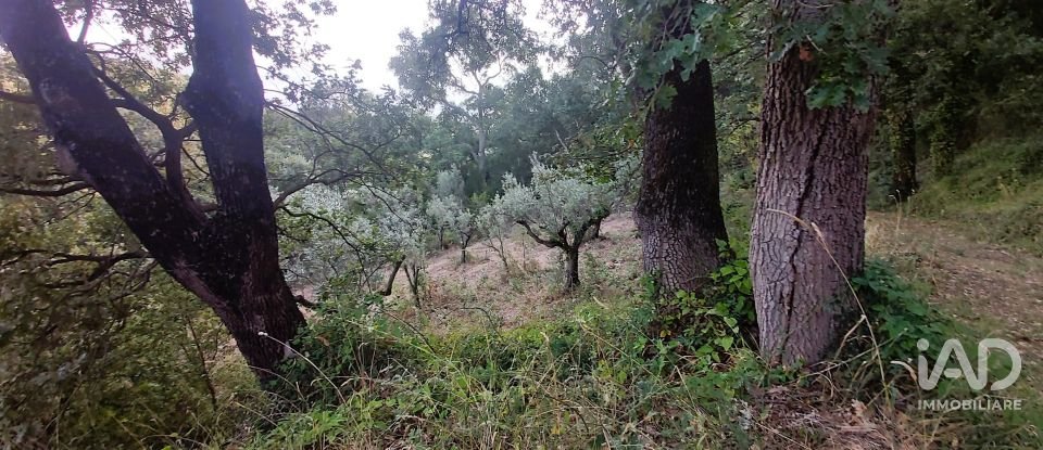 Terreno di 6.500 m² in Falerna (88042)