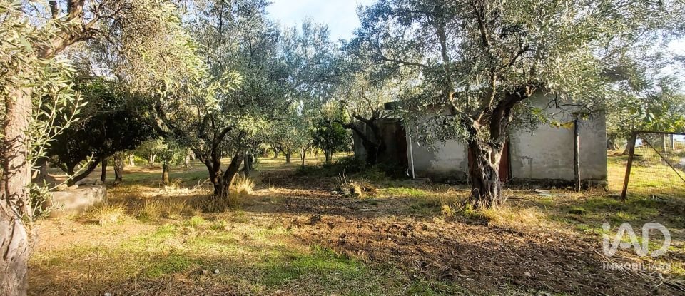 Terreno di 6.500 m² in Falerna (88042)