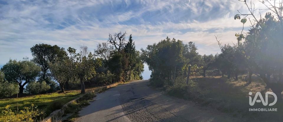 Terreno di 6.500 m² in Falerna (88042)